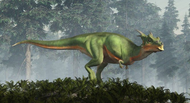 Dracorex is a genus of pachycephalosaurid dinosaur that lived in North America during the Late Cretaceous period, there is debate that it is possibly a juvenile Pachycephalosaurus , 3D Rendering