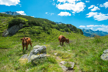 Fototapeta na wymiar Wandern in den österreichischen Alpen