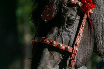 black horse face photograph taken in detail
