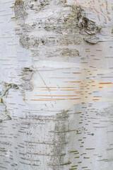 Close up of Silver Birch tree trunk showing the textures of the bark