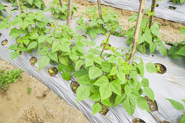 Long Beans plantation with mulch applied on the slopes of Mount Merapi, Selo Boyolali, Central Java, Indonesia. Concept for Agriculture and Organic Vegetables Open Land Farming. Yardlong, cowpea.