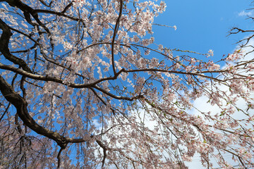 上品蓮台寺の枝垂れ桜