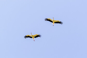 Stork in the sky