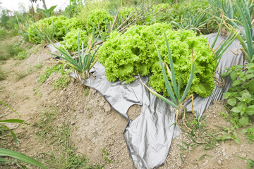 Salad or Lettuce plantation with mulch applied on the slopes of Mount Merapi, Selo Boyolali,...
