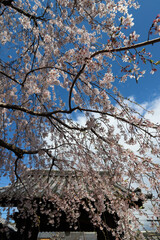 上品蓮台寺の枝垂れ桜