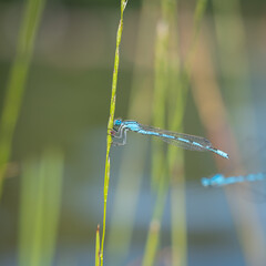close-up macro shot of a blue dragonfly on a blade of grass. European flying insects
