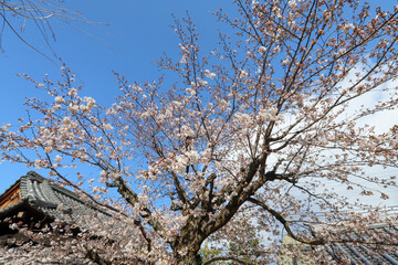 上品蓮台寺の枝垂れ桜