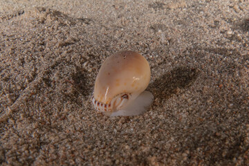 Sea snails in the Red Sea Colorful and beautiful, Eilat Israel
