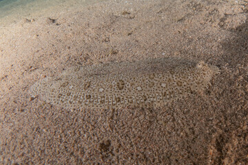 Fish swimming in the Red Sea, colorful fish, Eilat Israel
