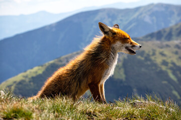 Day nature view of Polish Tatra mountains with wild fox in orange color