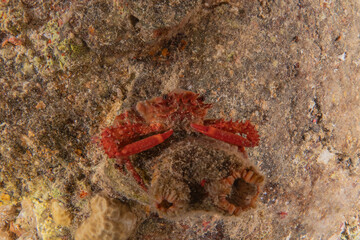 Crab in the Red Sea Colorful and beautiful, Eilat Israel