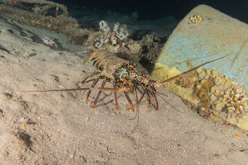 Lobsters in the Red Sea Colorful and beautiful, Eilat Israel
