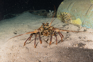 Lobsters in the Red Sea Colorful and beautiful, Eilat Israel
