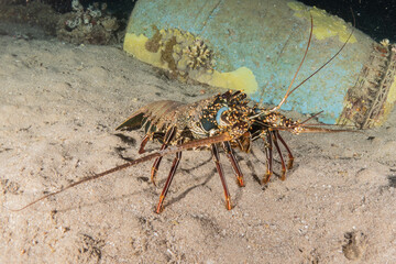 Lobsters in the Red Sea Colorful and beautiful, Eilat Israel
