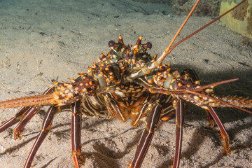 Lobsters in the Red Sea Colorful and beautiful, Eilat Israel
