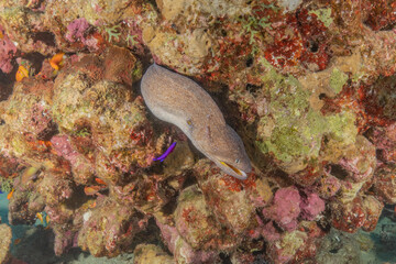 Moray eel Mooray lycodontis undulatus in the Red Sea, Eilat Israel
