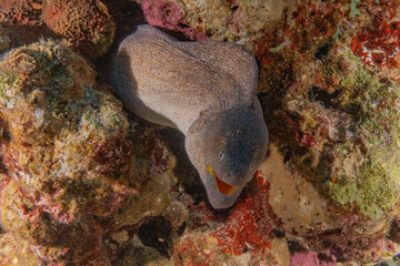 Moray eel Mooray lycodontis undulatus in the Red Sea, Eilat Israel
