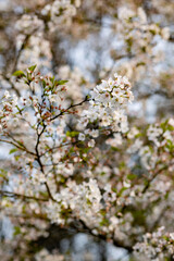blooming tree