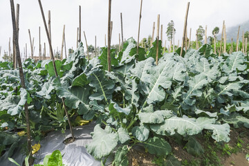 Broccoli plantation with mulch applied on the slopes of Mount Merapi, Selo Boyolali, Central Java,...