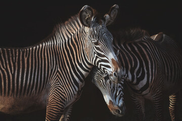 two zebras on black background