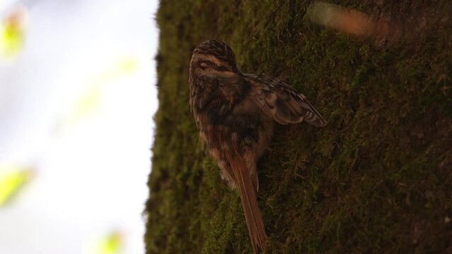 A short-toed treecreeper (Certhia brachydactyla) polishing its feathers