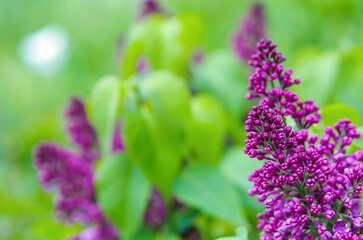 Obraz premium Spring view of blooming lilacs. Lilac branch with leaves on a background of green spring grass. Natural floral background.