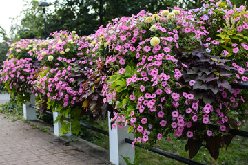Colorful floral background. Decorative bushes with flowers in the city park.