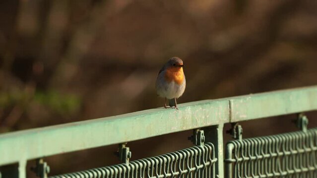 A European robin (Erithacus rubecula) known also as the robin or robin redbreast sitting on a green fench