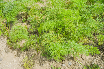 Carrots plantation without mulch applied on the slopes of Mount Merapi, Selo Boyolali, Central...
