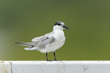 立っているクロハラアジサシ