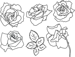 Vector line roses