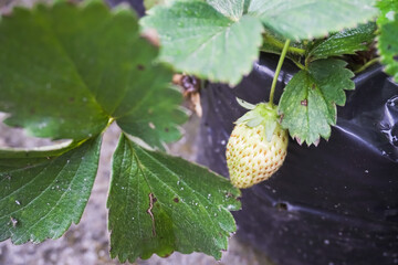 Raw Strawberry. Unripe Strawberry Fruit in Polybag. Concept for Agriculture and Organic Fruits and Vegetables Open Land Farming, Urban Farming, Gardening activity for children.