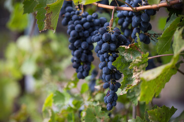 blue grape in vineyard. Winery and grapevine growing background frame.
