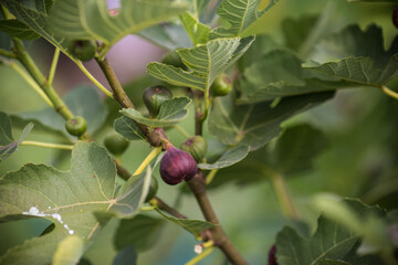 Figs almost ripe still on the tree
