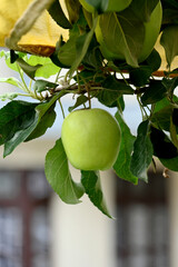 closeup the ripe green apple holding with branch and leaves in the garden soft focus natural green brown background.