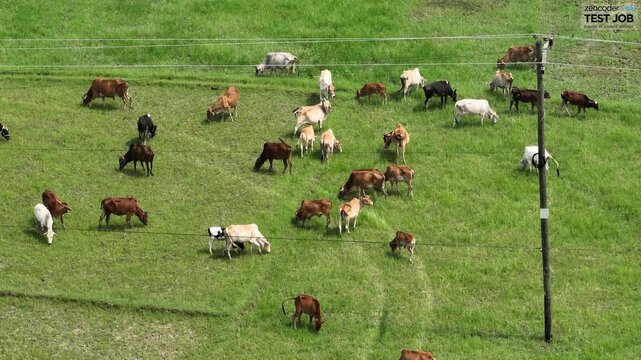 A herd of cows graze peacefully in a lush green field, their tails swishing to keep away the flies. The sun shines brightly overhead, and a gentle breeze blows through the grass.
