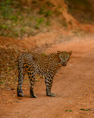 portrait of a leopard