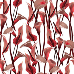 Pink Calla lily on a white background