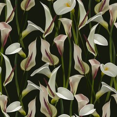 Fototapeta premium Calla lily on a dark background
