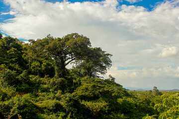 Obraz premium Tree of life. Landscape in Kep national park. Cambodia