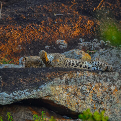 leopard on the rock