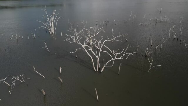 Flying over trees submerged by river dam. Canoas river. Low altitude. 