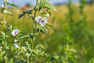 Althaea officinalis, or marsh-mallow. Flowering meadow.  Place for text.