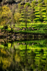 Green nature with reflections on river