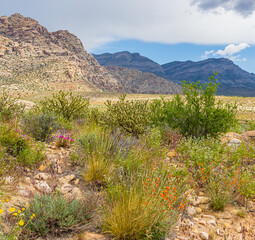 Wildflowers and The Wilson Cliffs Along The SMYC Trail, Red Rock Canyon National Conservation Area, Nevada, USA
