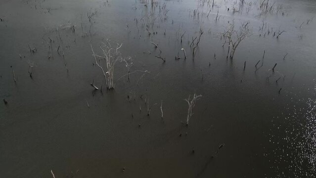 Flying over trees submerged by river dam. Canoas river. 