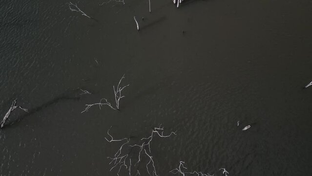 Flying over trees submerged by river dam. Canoas river. 