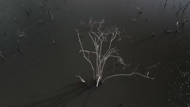 Flying over trees submerged by river dam. Canoas river. 