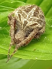 Fototapeta premium bird nest with egg