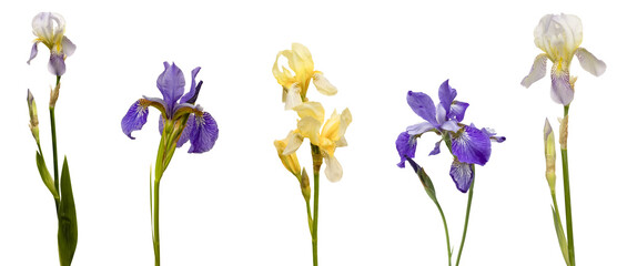 yellow iris flower isolated on white background - Powered by Adobe